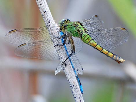 Familiar Bluet (Enallagma civile)