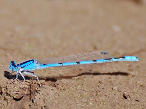 Familiar Bluet (Enallagma civile)