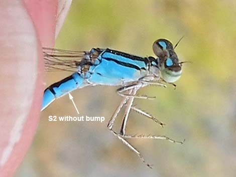 Familiar Bluet (Enallagma civile)