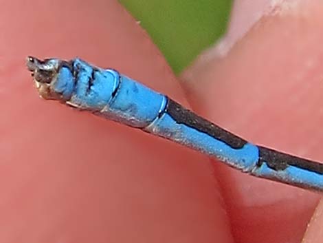 Familiar Bluet (Enallagma civile)