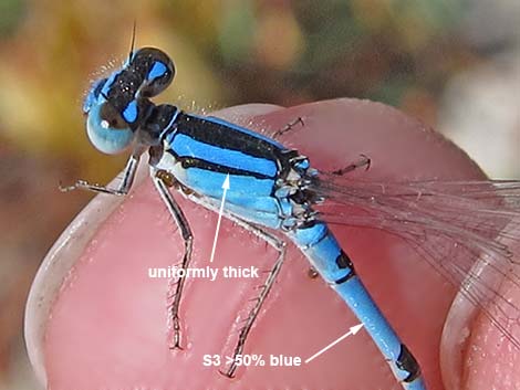 Familiar Bluet (Enallagma civile)