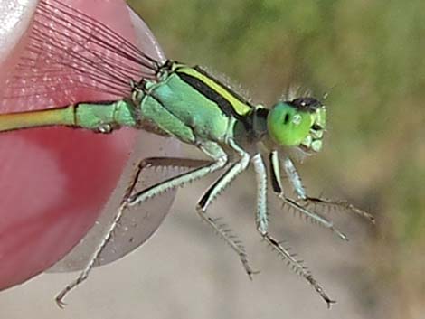 Desert Forktail (Ischnura barberi)