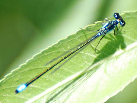 Pacific Forktail (Ischnura cervula)