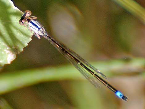 Pacific Forktail (Ischnura cervula)