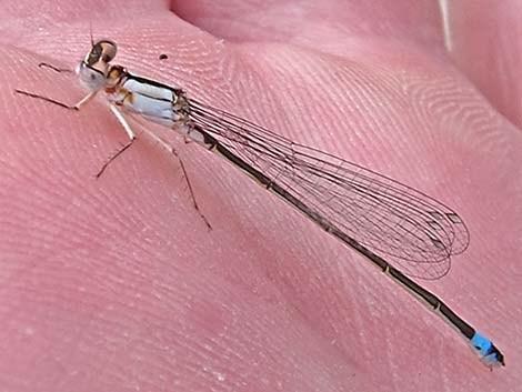 Pacific Forktail (Ischnura cervula)