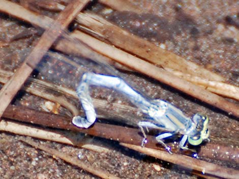 Mexican Forktail (Ischnura demorsa)