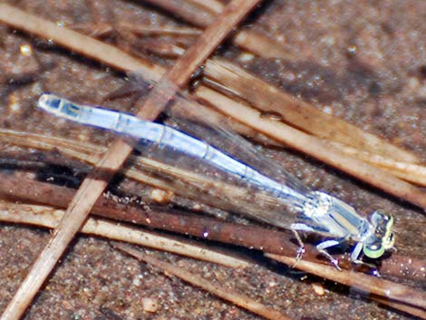 Mexican Forktail (Ischnura demorsa)