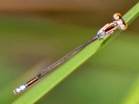 Black-fronted Forktail (Ischnura denticollis)