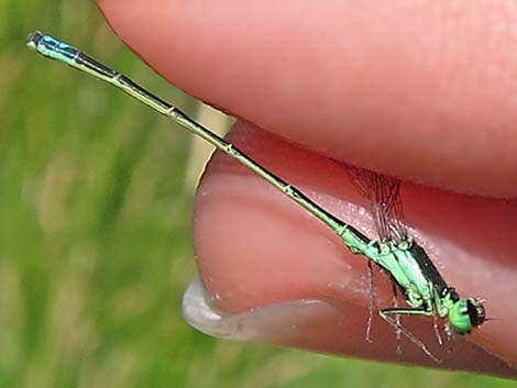 Black-fronted Forktail (Ischnura denticollis)