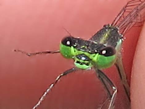 Black-fronted Forktail (Ischnura denticollis)