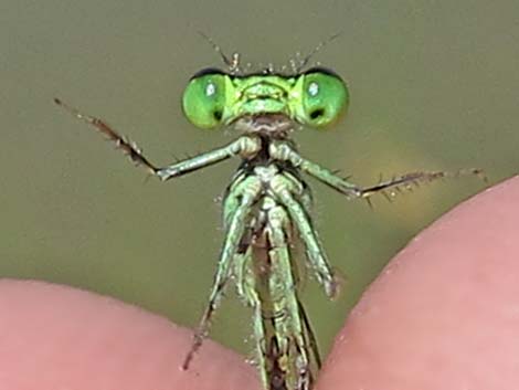 Black-fronted Forktail (Ischnura denticollis)