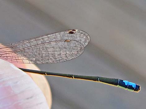 Black-fronted Forktail (Ischnura denticollis)