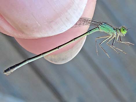 Black-fronted Forktail (Ischnura denticollis)