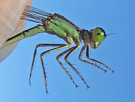 Black-fronted Forktail (Ischnura denticollis)