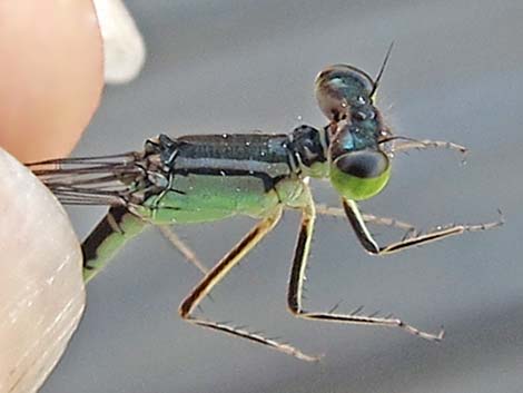 Black-fronted Forktail (Ischnura denticollis)