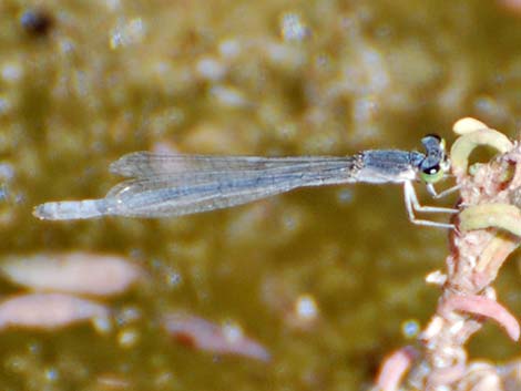 Western Forktail (Ischnura perparva)