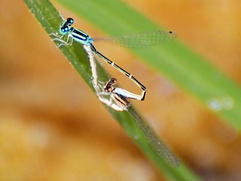 Western Forktail (Ischnura perparva)