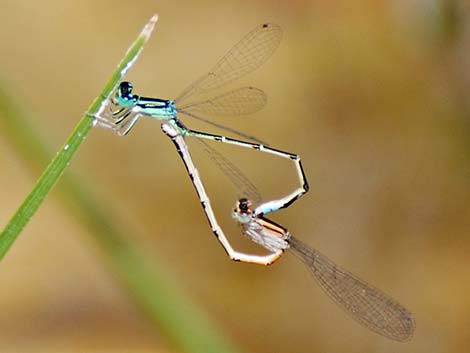 Western Forktail (Ischnura perparva)