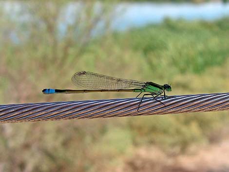 Rambur's Forktail (Ischnura ramburii)