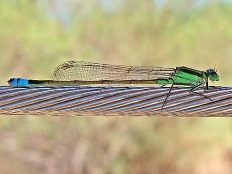 Rambur's Forktail (Ischnura ramburii)