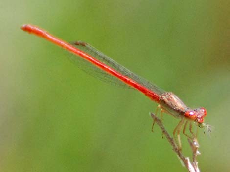 Desert Firetail (Telebasis salva)