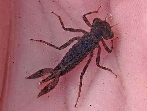 Damselfly Larvae (Suborder Zygoptera)