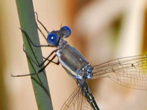 Great Spreadwing (Archilestes grandis)