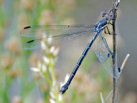 Great Spreadwing (Archilestes grandis)