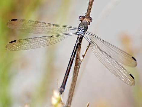 Great Spreadwing (Archilestes grandis)