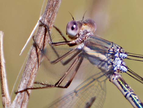 Great Spreadwing (Archilestes grandis)