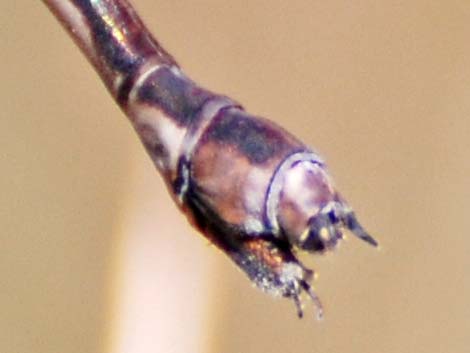 Great Spreadwing (Archilestes grandis)