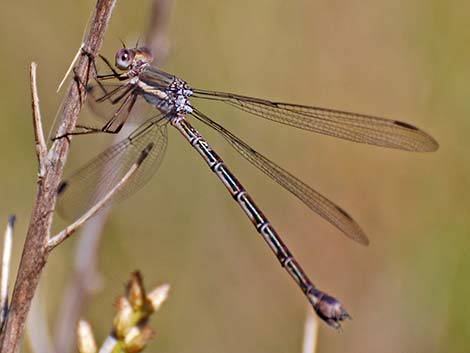 Great Spreadwing (Archilestes grandis)