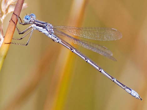 Spotted Spreadwing (Lestes congener)