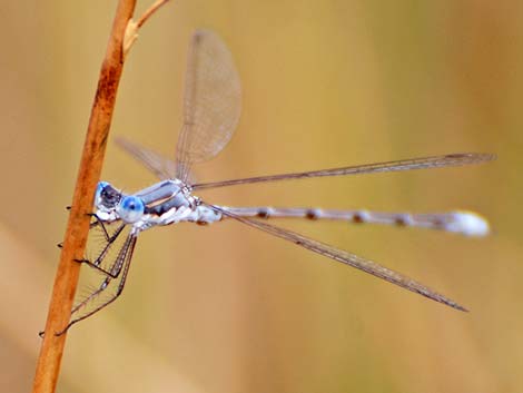 Spotted Spreadwing (Lestes congener)