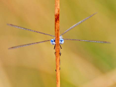 Spotted Spreadwing (Lestes congener)