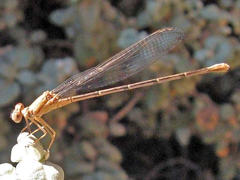 Unidentified Damselflies (Suborder Zygoptera)