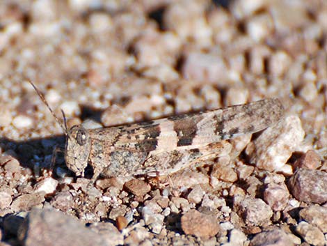 Pallid-winged Grasshopper (Trimerotropis pallidipennis)