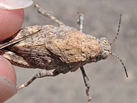 Red-shanked Grasshopper (Xanthippus corallipes)