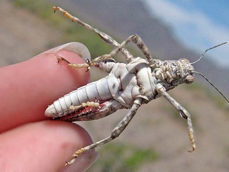 Red-shanked Grasshopper (Xanthippus corallipes)