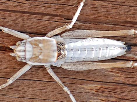 Camel Crickets (Family Rhaphidophoridae)