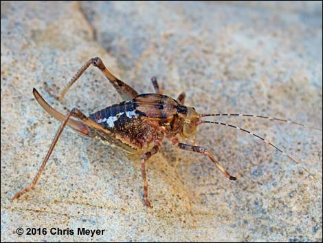 Camel Crickets (Family Rhaphidophoridae)