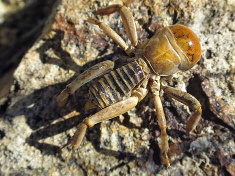 Jerusalem Cricket (Genus Stenopelmatidae)