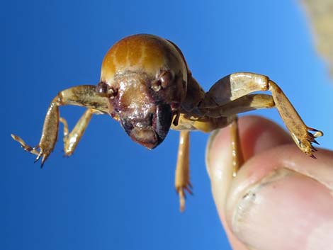 Jerusalem Cricket (Genus Stenopelmatidae)