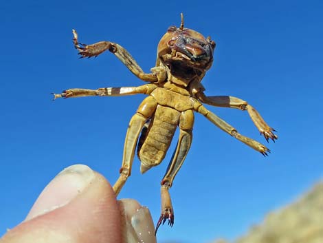 Jerusalem Cricket (Genus Stenopelmatidae)