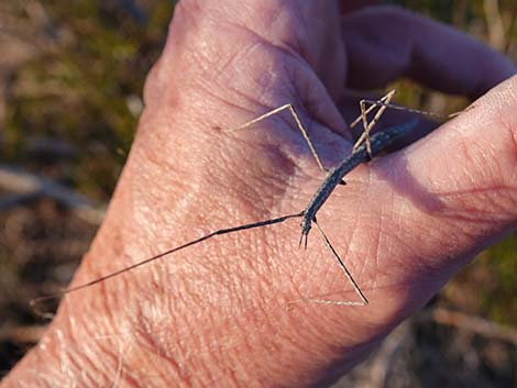 Short-horn Walkingstick (Parabacillus spp.)