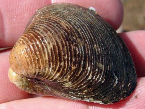 Asian Clams (Corbicula fluminea)