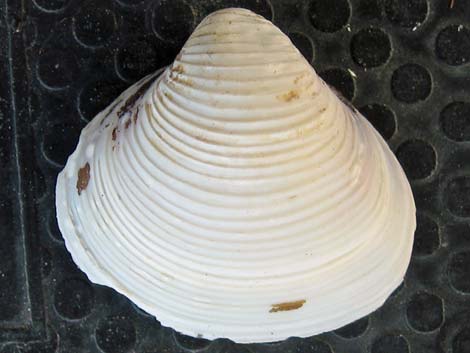 Clam - Wikipedia