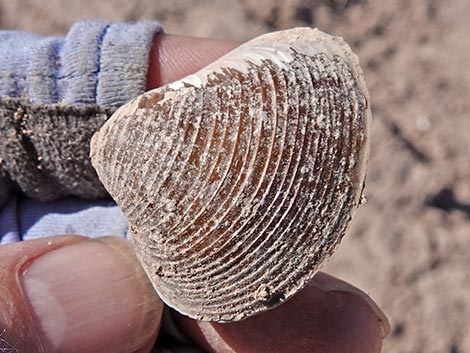 Asian Clam (Corbicula fluminea)