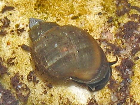 Spring Mountains Springsnail (Pyrgulopsis deaconi)