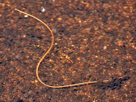 Horsehair Worm (Class Gordioidea)